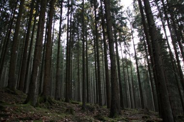 Dağlara yakın kara kozalaklı orman, sık sık uzun ladin ağaçlarının gövdeleri, doğanın mevsimsel uyanışı.