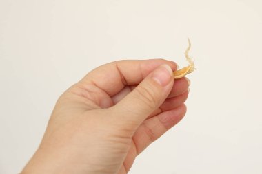 Kadın elinde filizlenmiş tohum, balkabağı filizleri, kuyruklu sperm mevsimlik bahçıvanlık konsepti, hobiler, gübreleme ekosu.