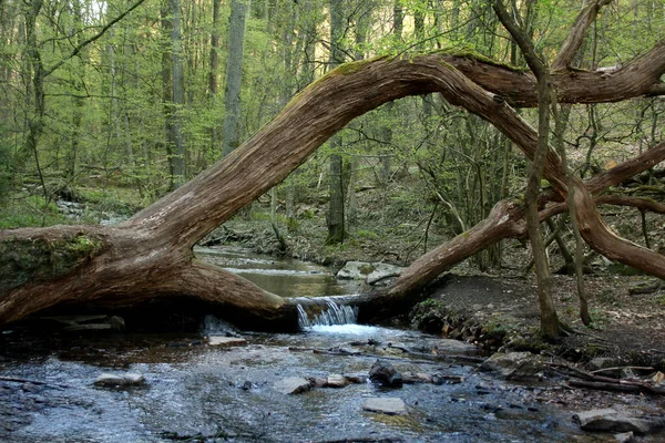Tree Beautifully Fell River Formed Magical Portal Waterfall Flows Trunk — Stock Photo, Image