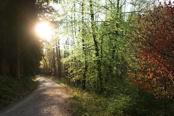 Tavaszi Erdőben Megvilágította Fényes Nap Koncepció Szezonális Ébredés Természet — Stock Fotó