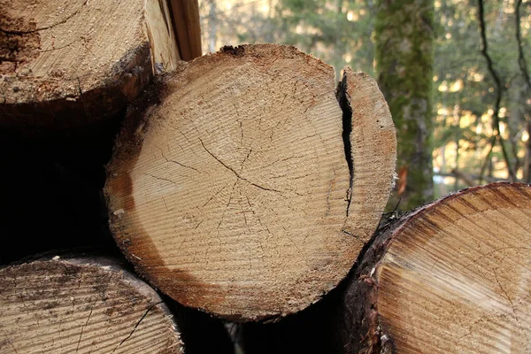 round cut of wood, cut a tree trunk in a spring forest. Slivers. Cut down trees. Wooden logs and wood chips