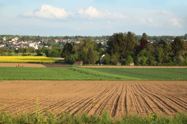 Parlak kolza tohumu çiçekleri, mavi gökyüzü, doğal manzara, doğa güzelliği kavramı, ekoloji, çevre, tarım, tasarımcılar için arka plan