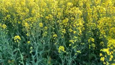 Parlak kolza tohumu çiçekleri, mavi gökyüzü, doğal manzara, doğa güzelliği kavramı, ekoloji, çevre, tarım, tasarımcılar için arka plan