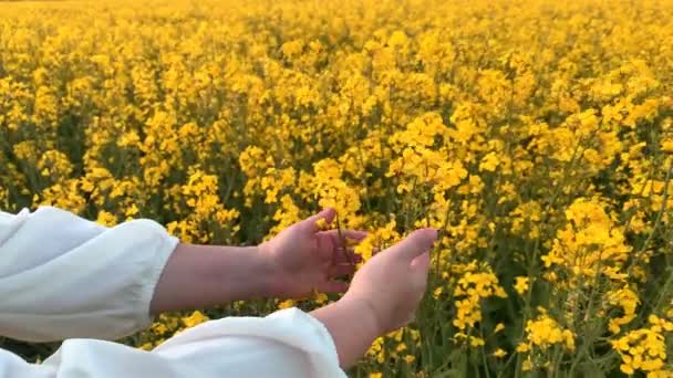 Woman Strokes Flowering Bushes Bright Rapeseed Flowers Blue Sky Natural — Stock Video