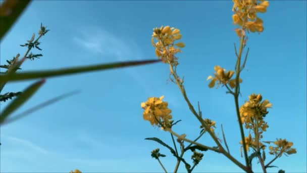 Ανθισμένα Πράσινα Λιβάδια Έντονα Άνθη Ελαιοκράμβης Γαλάζιο Ουρανό Φυσικό Τοπίο — Αρχείο Βίντεο