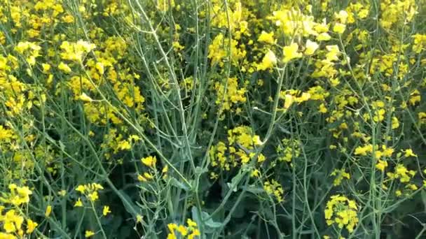 Blommande Gröna Fält Med Ljusa Rapsfrön Blommor Blå Himmel Naturligt — Stockvideo