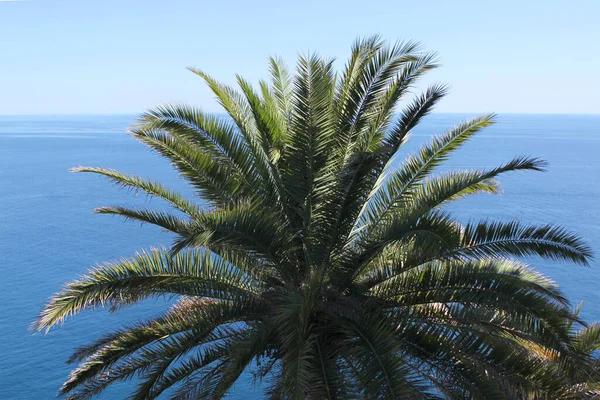 One Big Green Coconut Palm Tree Shore Blue Sea Concept — Stock Photo, Image