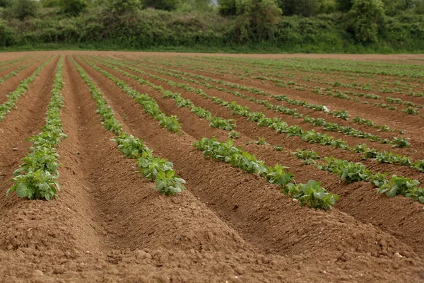 Patates Yüksek Yataklar Tarla Tarım Konsepti Büyüyen Ekin Çevre Dostu — Stok fotoğraf