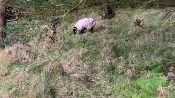 Weiße Schafe Und Widder Mit Steilen Hörnern Fressen Gras Auf — Stockvideo