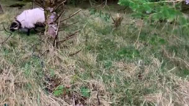 Ovejas Blancas Carneros Con Cuernos Empinados Comen Hierba Prado Verde — Vídeos de Stock