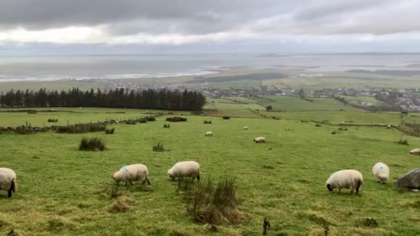 Domba Putih Dan Domba Jantan Dengan Tanduk Curam Makan Rumput — Stok Video