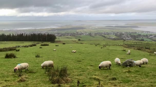 moutons blancs et béliers aux cornes raides mangent de l'herbe sur une prairie verte au pied d'une grande montagne près de la forêt, le concept d'élevage de moutons en laine fine, l'élevage de moutons, l'agriculture 