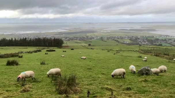 moutons blancs et béliers aux cornes raides mangent de l'herbe sur une prairie verte au pied d'une grande montagne près de la forêt, le concept d'élevage de moutons en laine fine, l'élevage de moutons, l'agriculture 