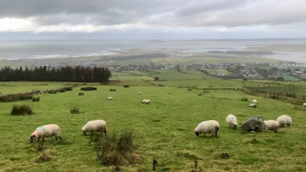 Ovelhas Brancas Carneiros Com Chifres Íngremes Comem Grama Prado Verde — Vídeo de Stock