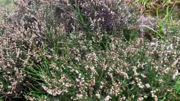Buisson Plantes Miel Bruyère Montagne Fleurs Hiver Nature Dure Scandinavie — Video