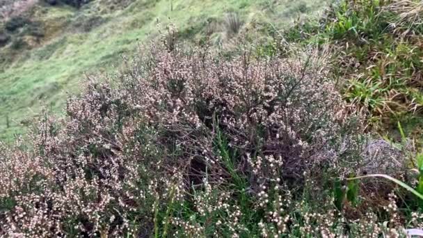 Cespuglio Piante Miele Erica Montagna Fiori Inverno Natura Aspra Della — Video Stock