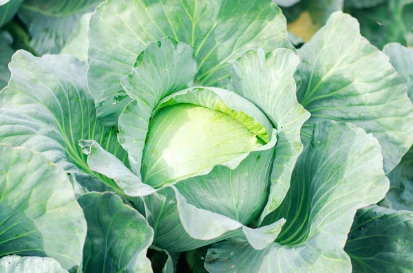 Frisches Kohl im Garten, Agrokultur — Stockfoto