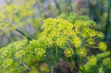 Bahçe, sağlıklı gıda, Yeşiller tarım yeşil dereotu