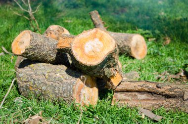 Odun yeşil çimen, Açık Rekreasyon, Bahar, yaz