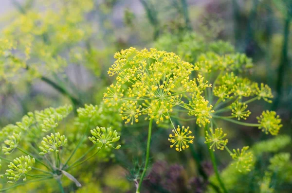 Bahçe, sağlıklı gıda, Yeşiller tarım yeşil dereotu