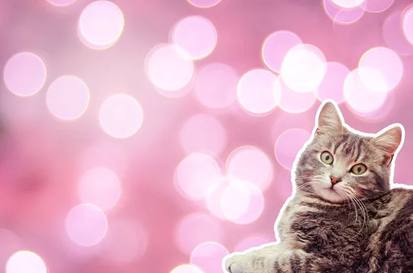 Gato em um fundo rosa com bokeh — Fotografia de Stock