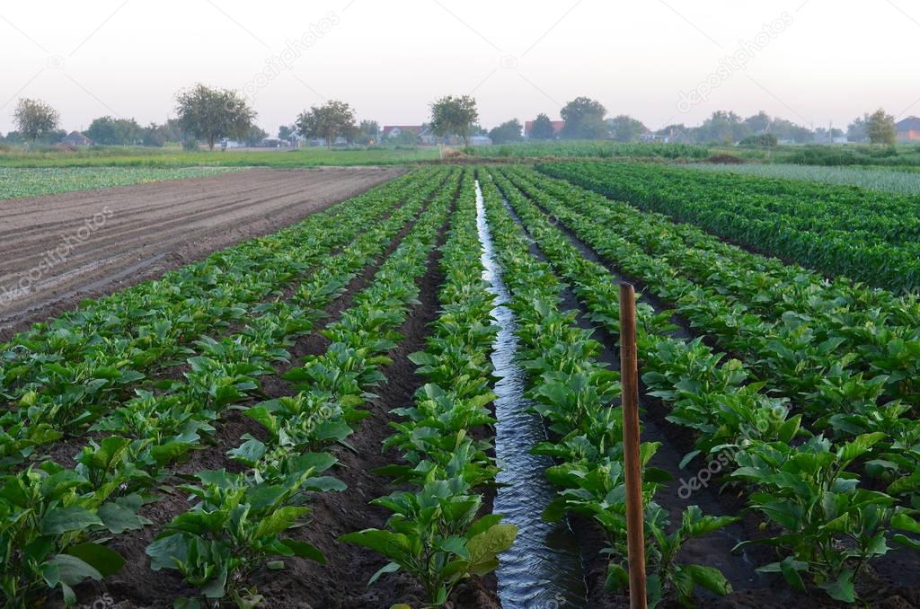 watering of agricultural crops, countryside, natural watering, village, irrigation