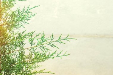  Mazı (bitki) gri bir arka plan üzerinde