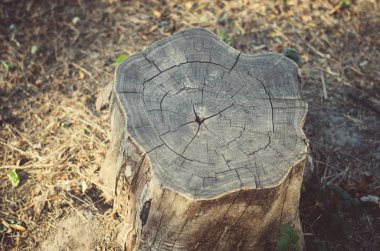 Stump, eski ahşap doku. arka plan.