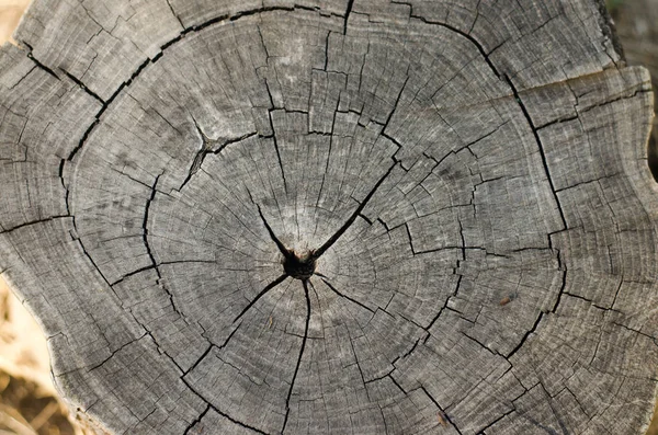 Stomp, oude houten textuur. abstracte achtergrond. — Stockfoto