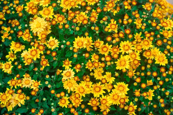 Bellissimo crisantemo giallo, consistenza dei fiori — Foto Stock