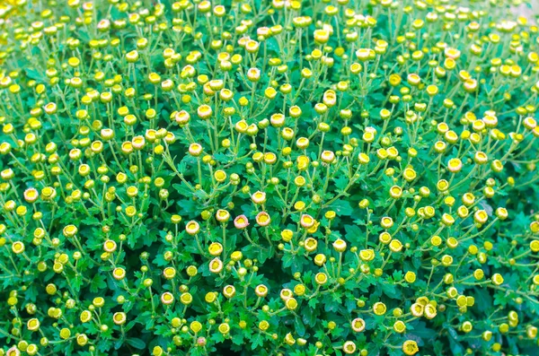 Bellissimo crisantemo giallo in giardino, texture di fiori — Foto Stock