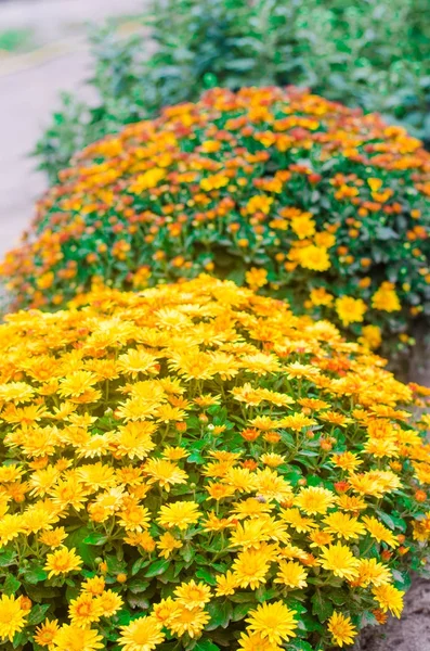 Arbusto crisântemo amarelo no jardim — Fotografia de Stock