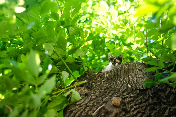 Gatinho na árvore verde. Gato bonito jogando na árvore — Fotografia de Stock