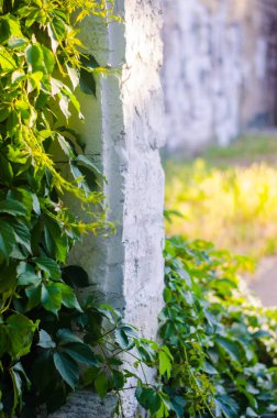 yeşil duvar, güneş ışığı, kopya alanı göster