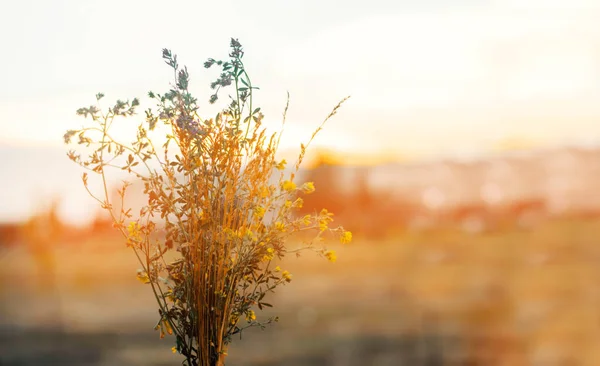 Bouquet de flores silvestres. Campo, pôr-do-sol. conceito de verão. natureza — Fotografia de Stock