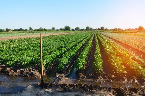 Vattning av jordbruksgrödor, landsbygden, bevattning, naturliga vattning, byn — Stockfoto