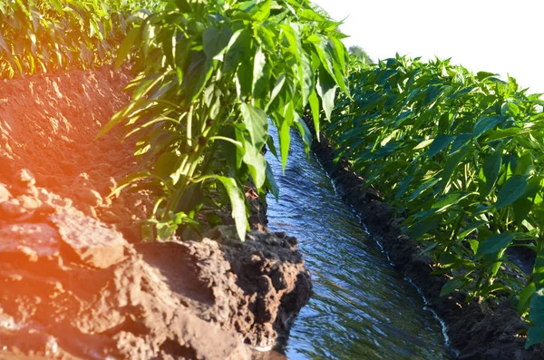 Watering of agricultural crops, countryside, irrigation, natural watering, village — Stock Photo, Image