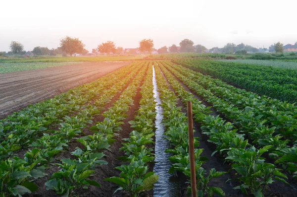 Arrosage des cultures agricoles, campagne, irrigation, arrosage naturel, village — Photo