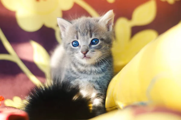 可爱的小灰猫, 蓝眼睛。宠物 — 图库照片