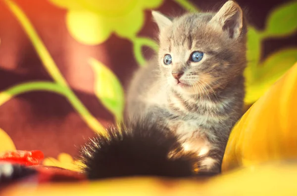 Söt liten grå kattunge med blå ögon. Husdjur — Stockfoto