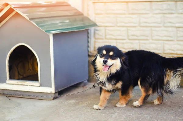 Cute happy black dog near his house on a sunny day. dog booth; house for an animal — Stock Photo, Image