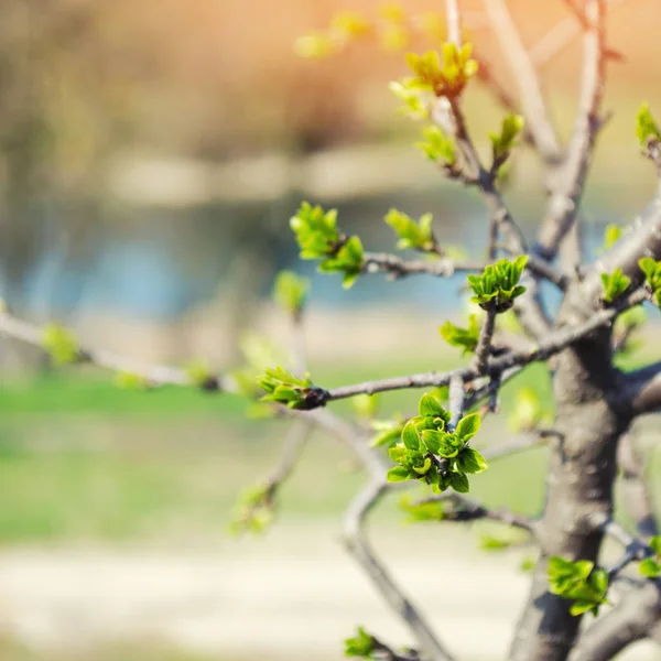 Groene knoppen op een boom op de achtergrond van de rivier, voorjaar, een zonnige dag — Stockfoto