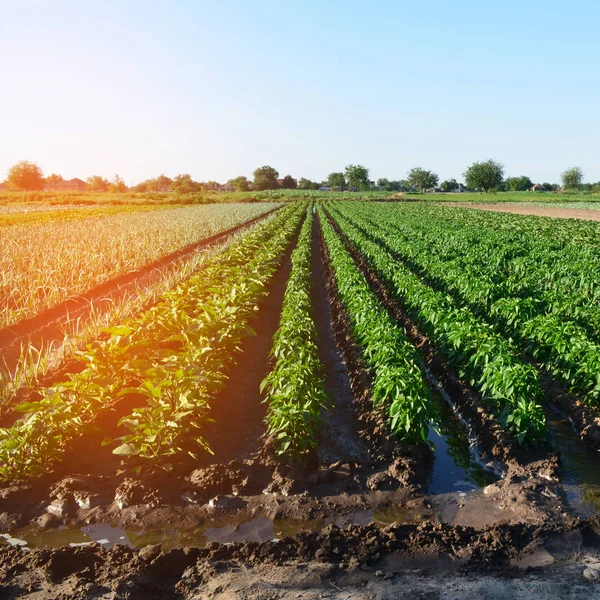 Irrigazione di colture agricole, campagna, irrigazione, irrigazione naturale, villaggio — Foto Stock