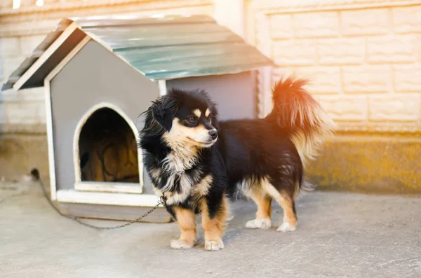 Cute happy black dog near his house on a sunny day. dog booth, house for an animal — Stock Photo, Image