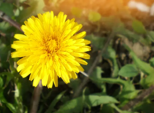Жовта кульбаба. концепція весни, красива квітка, шпалери для природи — стокове фото