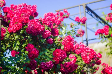 Pembe Gül güneşli bir bahar bahçe içinde güzel bush