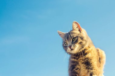 Güneş ışığında mavi arka planda gri bir kedi. Gökyüzündeki kedi. Evcil hayvan. Güzel kedi yavrusu. metin için yer