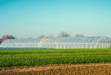 seralarda fidan bitkileri, meyve, sebze, çiftçiler, tarım arazileri, tarım, kırsal alanlarda, agro-endüstriyel kompleks için borç verme için alanı. Kış bitkileri
