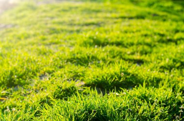 güneşli bir günde yeşil çim. seçici odak. çim dokusu. arka plan tasarımı için. doğal duvar kağıdı. Bahar kavramı