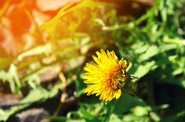 Dente-de-leão amarelo. conceito de primavera, bela flor, papel de parede natureza — Fotografia de Stock